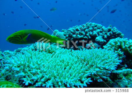 熱帶 珊瑚 環境 315988