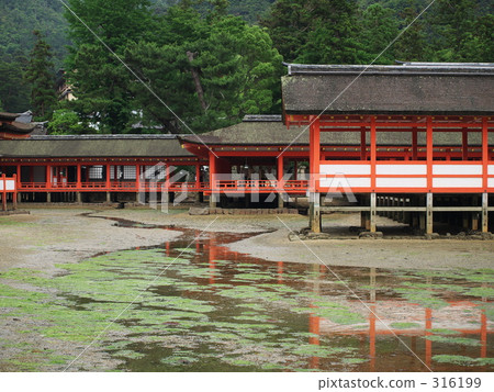 Itsukushima shrine  316199