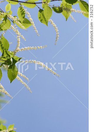 forest, woodland, cheerful 316252