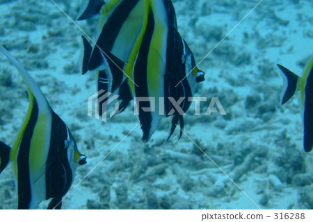 水面 閃爍的 明亮 316288