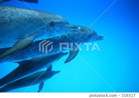 療癒 治癒 舒適 316317