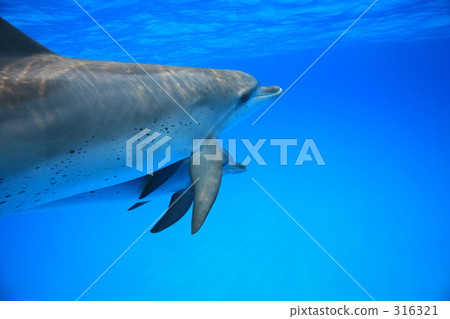 療癒 治癒 舒適 316321