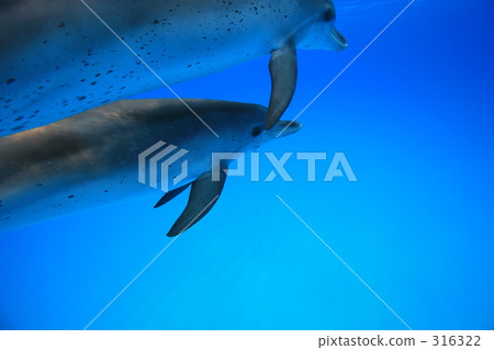 療癒 治癒 舒適 316322