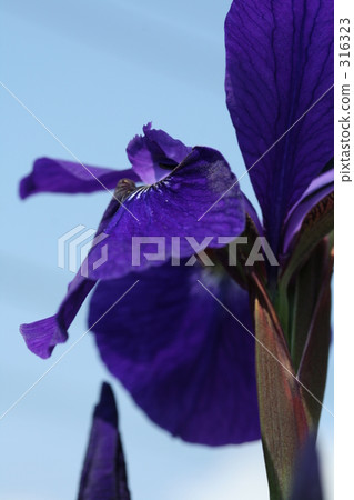 鳶尾花 316323
