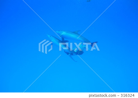 療癒 治癒 舒適 316324