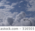 海鷗 鷗 夏季天空 316503