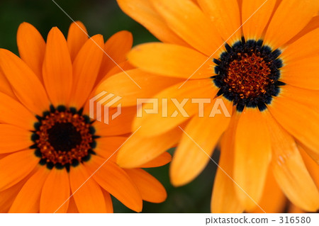 Daisy 316580