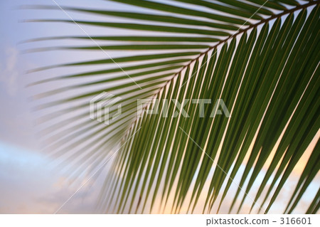 圖像 南國 南方島嶼 316601