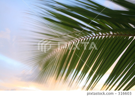 圖像 南國 南方島嶼 316603