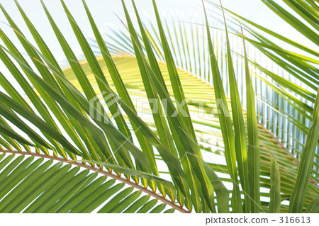 圖像 南國 南方島嶼 316613