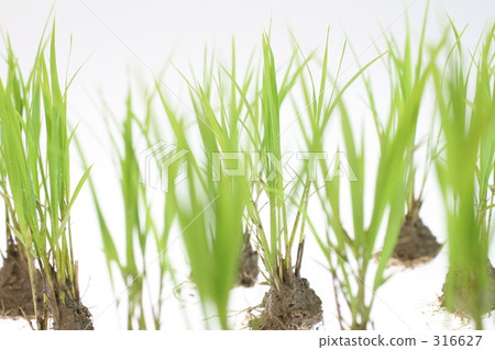 水稻種植苗4 316627