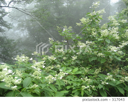 霧和Nori Tougi 317043