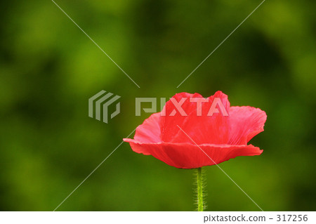 罌粟 罌粟 317256