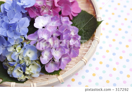 Hydrangea Ⅳ 317292