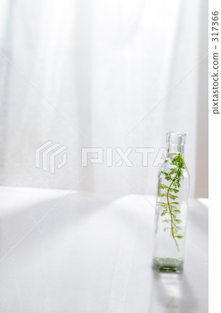 瓶裝水生植物 瓶裝水生植物 317366