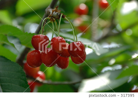 Cherry Cherry 317395
