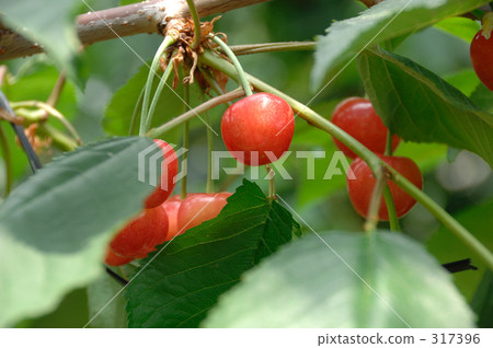 Cherry 317396