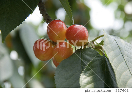 Cherry Cherry 317401