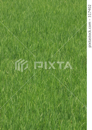 Paddy field Paddy field 317402