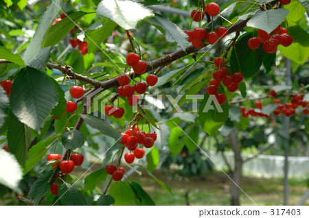 櫻桃 櫻桃 317403