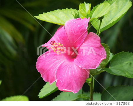 Hibiscus Hibiscus 317898