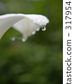 戶外 白花 大頭照 317954
