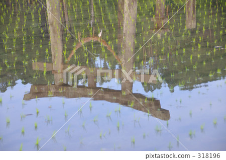 Torii that appears in paddy fields 318196