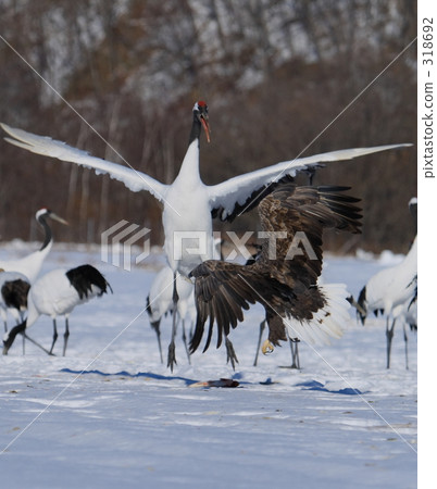 白尾鷹和起重機 318692
