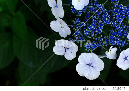 Hydrangea _ 032 318945