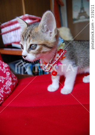 動物 小貓 貓咪 319211