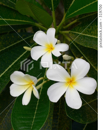 White plumeria White plumeria 319700