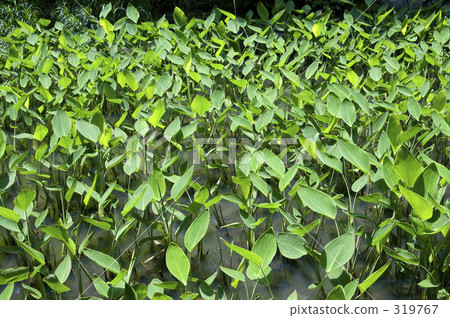 Leaves of water cannas 319767