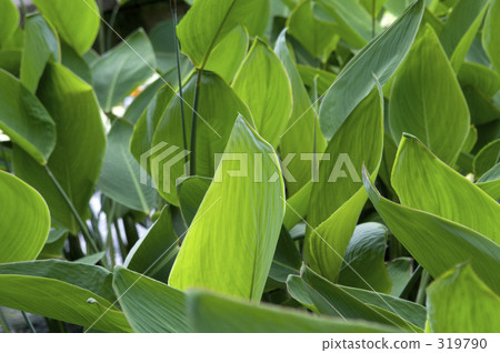 Leaves of water cannas 319790