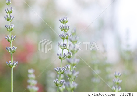 塞維利亞藍薰衣草 319793