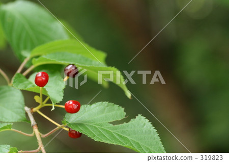 櫻花 櫻花 319823