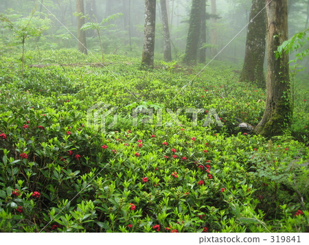 Hardwood forest with red fruit 319841