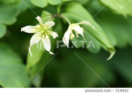 Chigo lily flower Chigo lily flower 319842