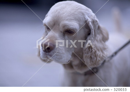 祖父的狗 祖父的狗 320033