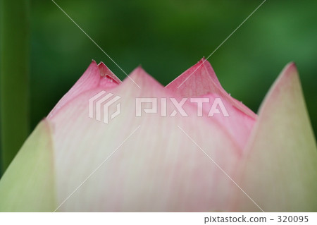 Lotus Lotus 320095