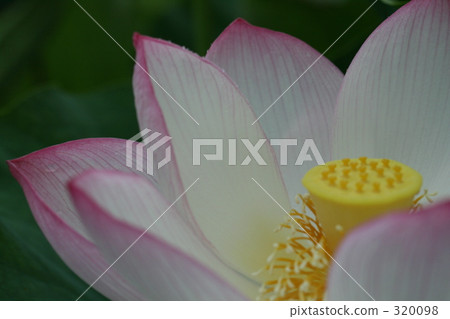 Lotus 320098