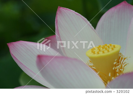 蓮花 蓮花 320102