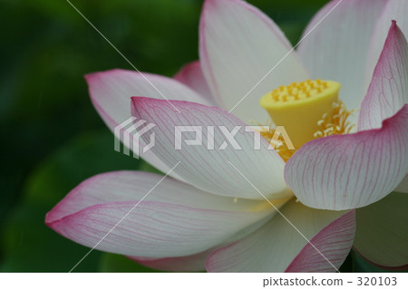 蓮花 蓮花 320103
