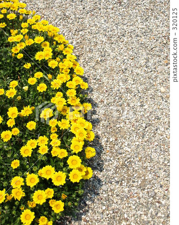 bloom, blossom, blossoms 320125