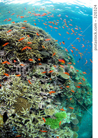 coral, fish, fishes 320324