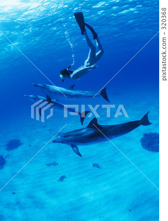 海豚 人 人物 320368