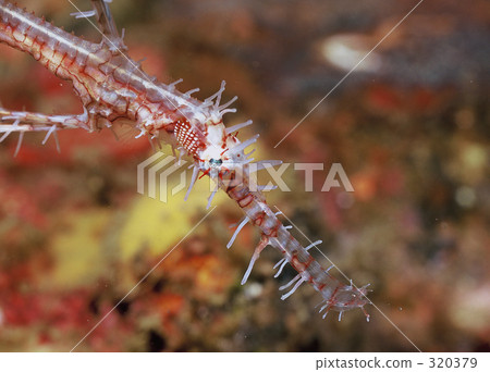 harlequin ghost pipefish, underwater photograph, fish 320379