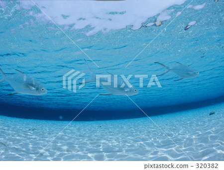 underwater photograph, fish, pompano 320382