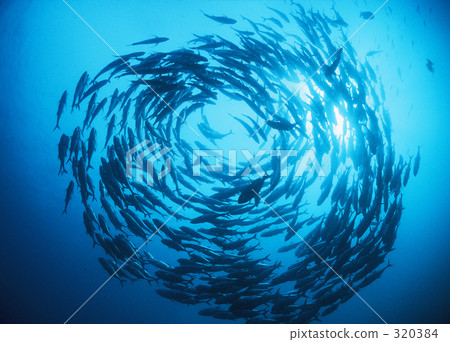魚群 六帶鰺 魚 320384