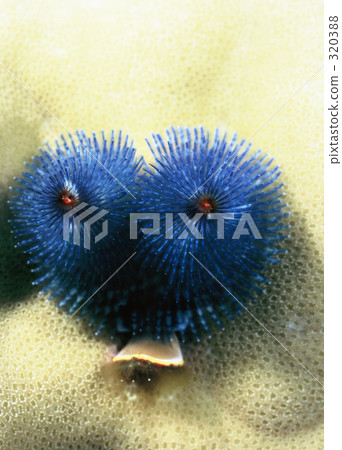 聖誕樹蠕蟲 生物 活的東西 320388