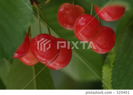 果園 酸 酸味物質 320401